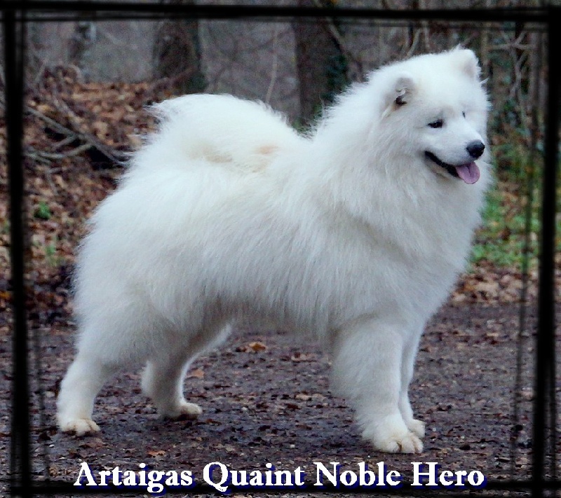 CH. artaiga's Quaint noble hero
