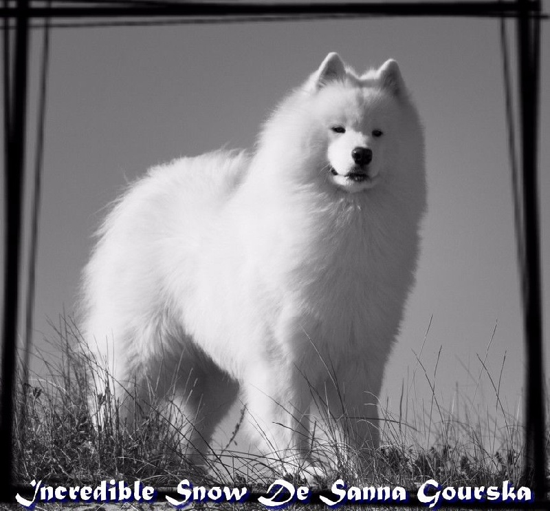 CH. Incredible snow De sanna gourska