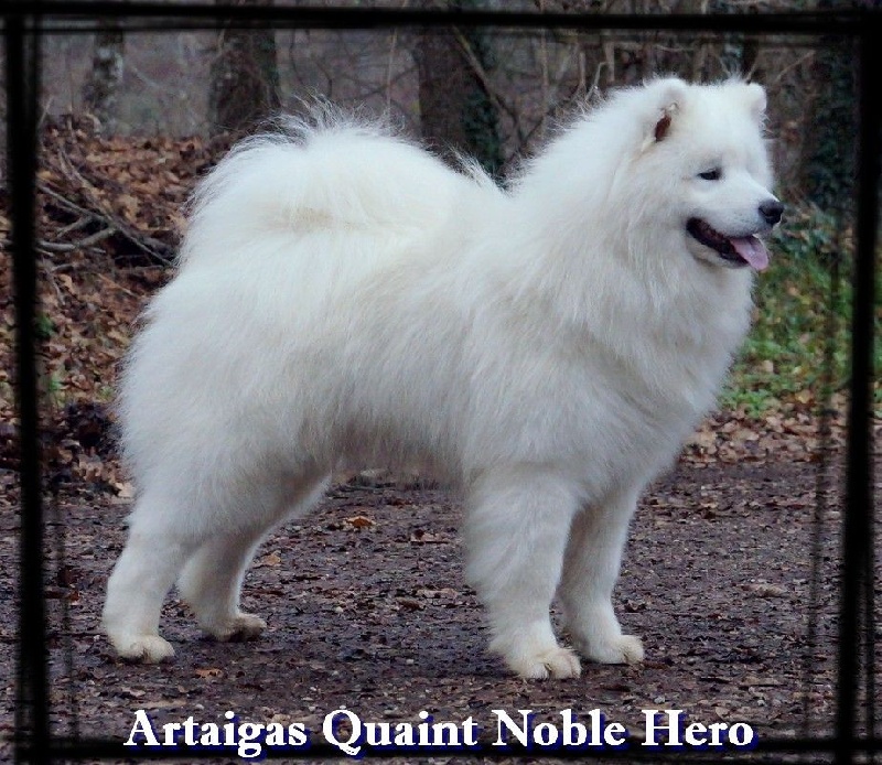 CH. artaiga's Quaint noble hero