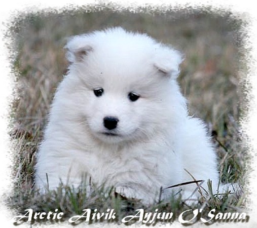 CH. Arctic aivik Ayjun o'sanna