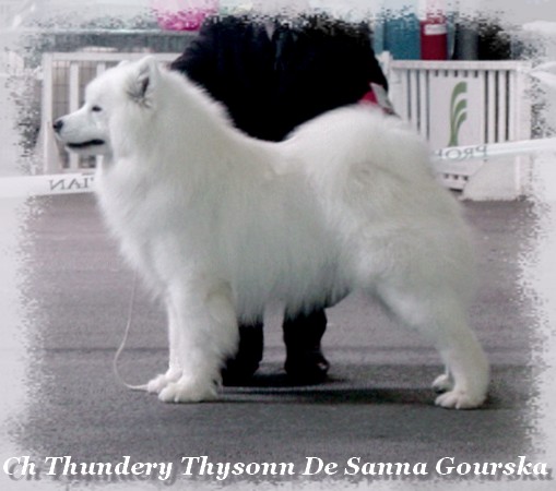 CH. Thundery thysonn De sanna gourska