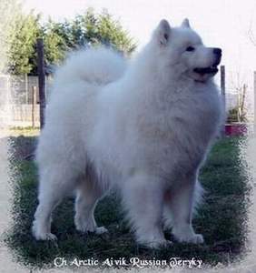 CH. Arctic aivik Russian teryky