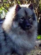 Silver shadow De sanna gourska