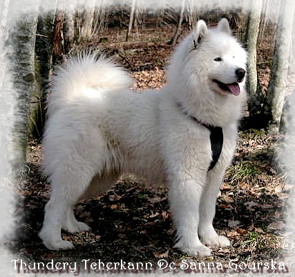 Thundery tcherkann De sanna gourska