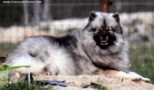 CH. Pako's Unica