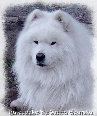 CH. Natchouko De sanna gourska