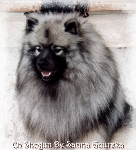 CH. Shogun De sanna gourska