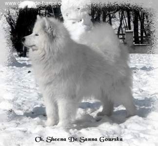CH. Sheena De sanna gourska