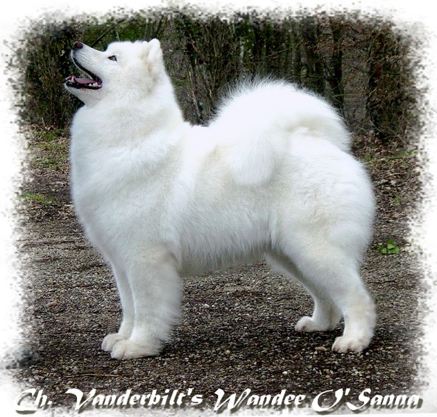 CH. Vanderbilt's Wandee o'sanna