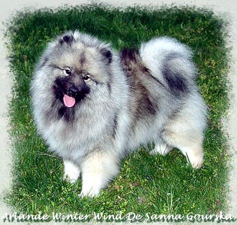 CH. Arlande winter wind De sanna gourska