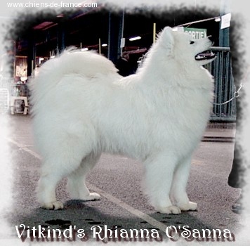 CH. Vitkind's Rhianna o'sanna