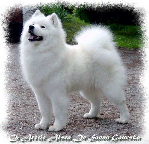CH. Arctic alsea De sanna gourska