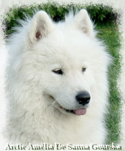 CH. Arctic amélia De sanna gourska