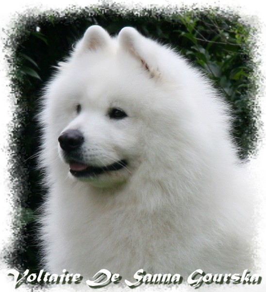 CH. Voltaire De sanna gourska