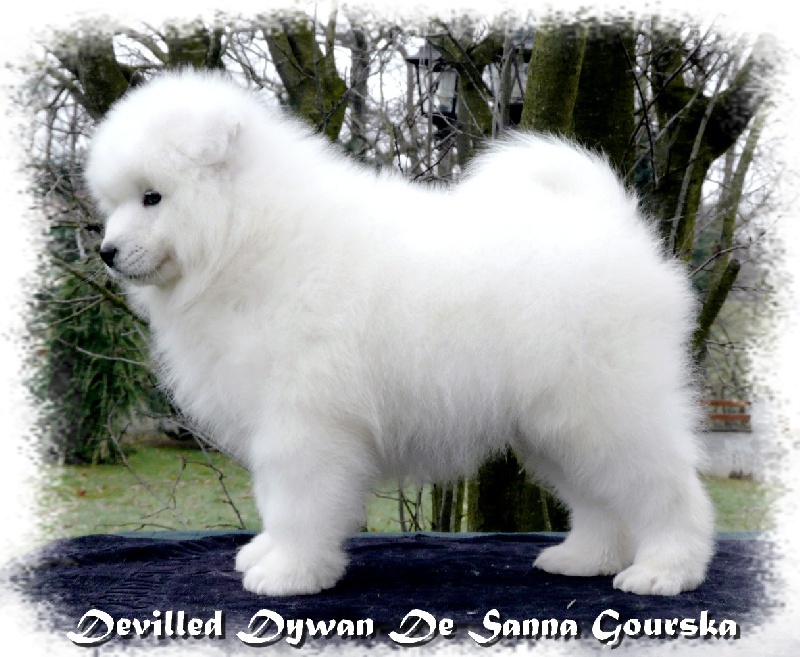 Devilled dywan De sanna gourska