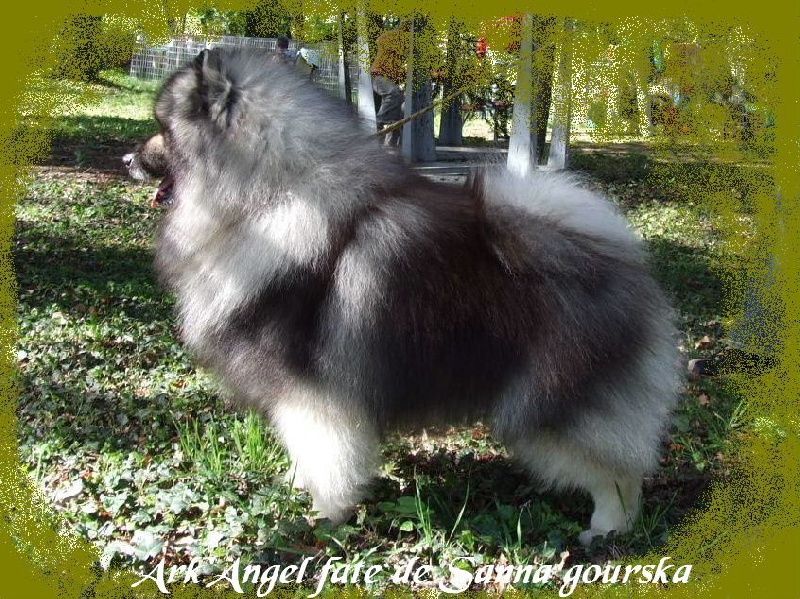 Ark'angel fate De sanna gourska