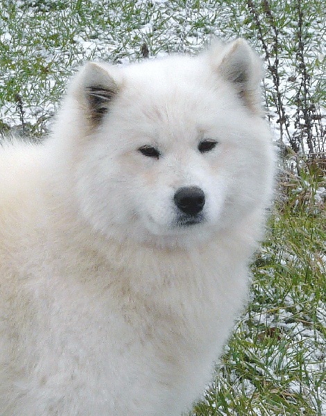 Dynastie Dialyna De sanna gourska