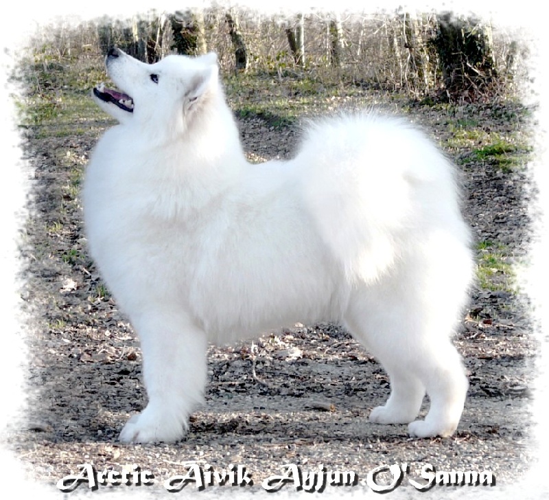 CH. Arctic aivik Ayjun o'sanna