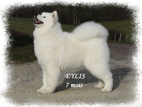 Epic eylis De sanna gourska