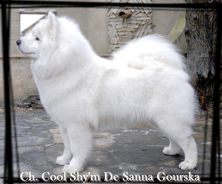 CH. Cool shy'm De sanna gourska