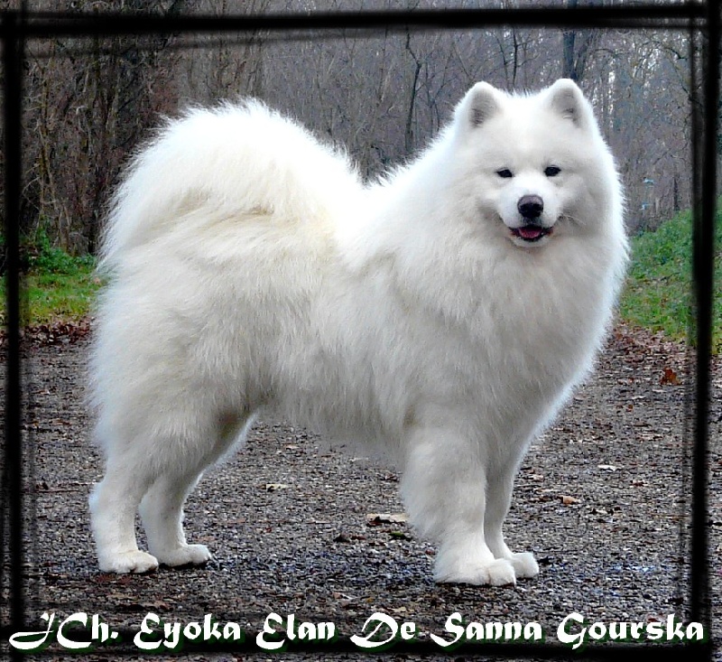 CH. Eyoka elan De sanna gourska
