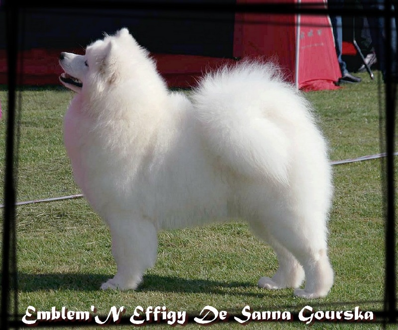 CH. Emblem'n effigy De sanna gourska