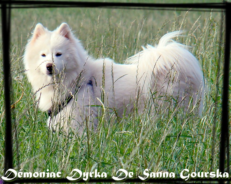 Démoniac dyrka De sanna gourska