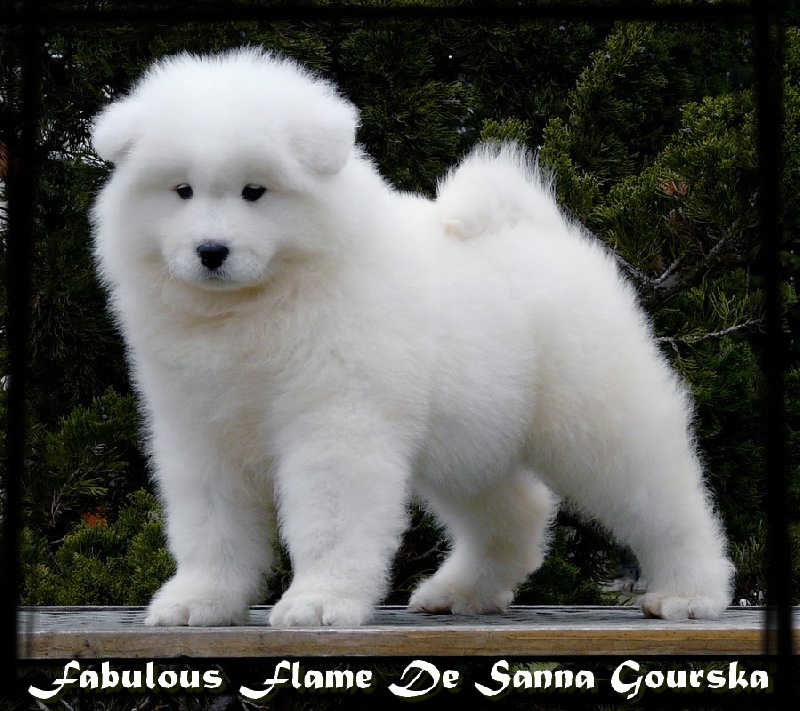Fabulous flame De sanna gourska
