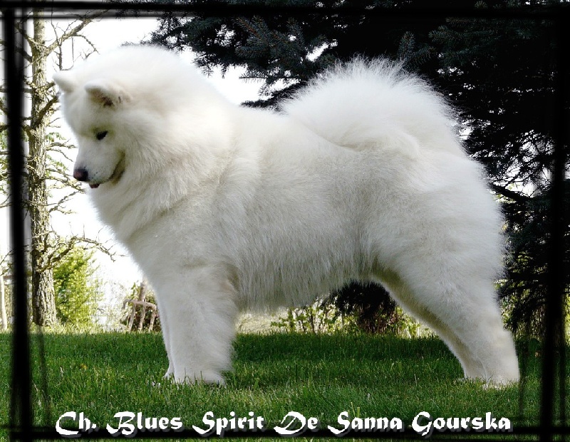 CH. Blues spirit De sanna gourska