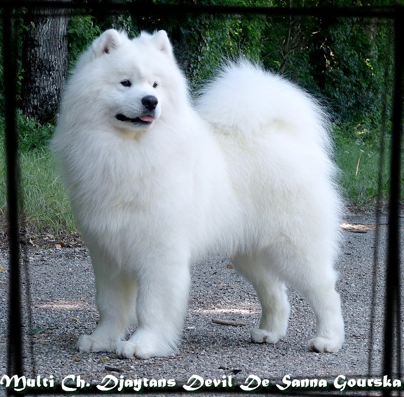 CH. Djaytans devil De sanna gourska