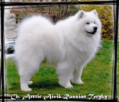 CH. Arctic aivik Russian teryky