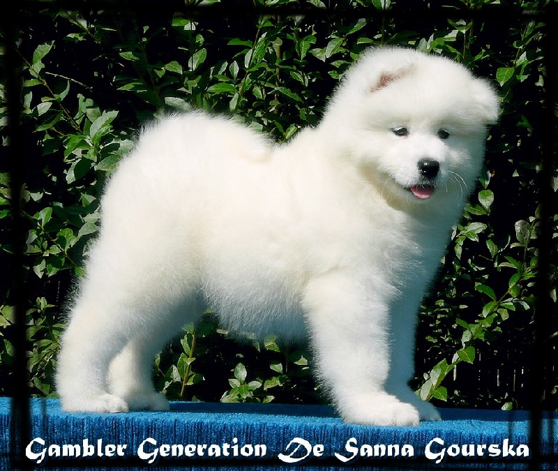 Gambler generation De sanna gourska