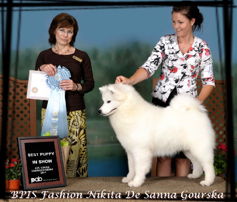 CH. Fashion nikita De sanna gourska