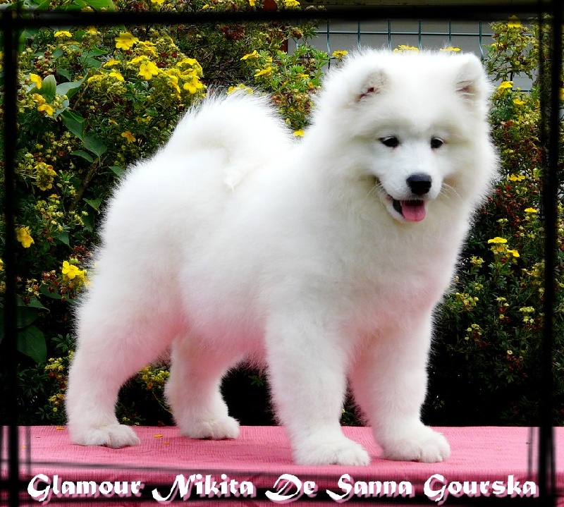 CH. Glamour nikita De sanna gourska