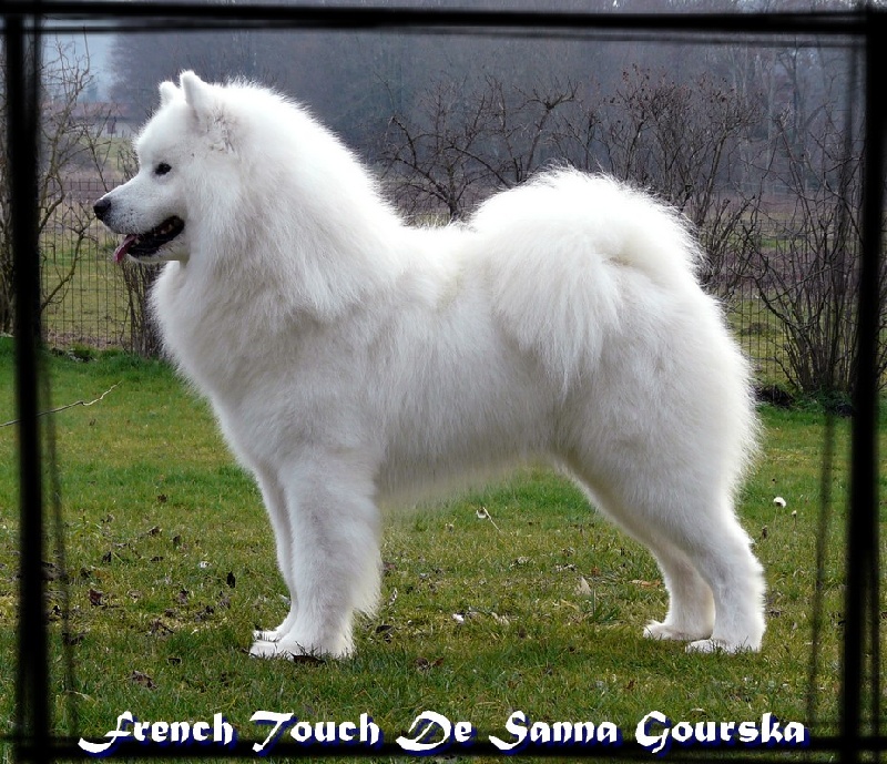 CH. French touch De sanna gourska