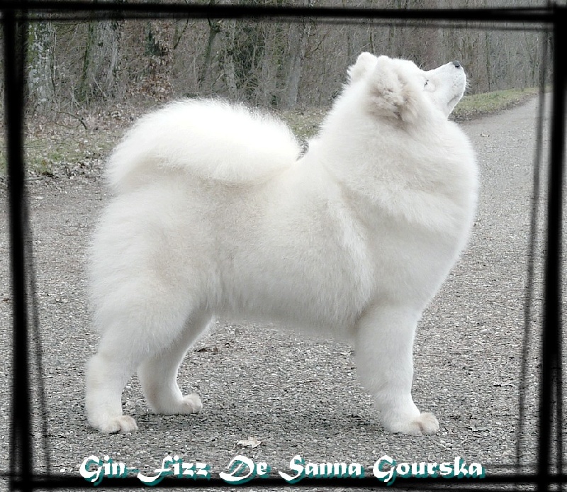 CH. Gin-fizz De sanna gourska