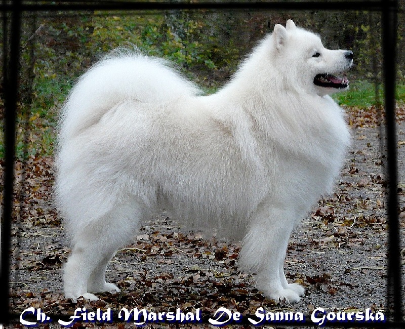CH. Field marshal De sanna gourska