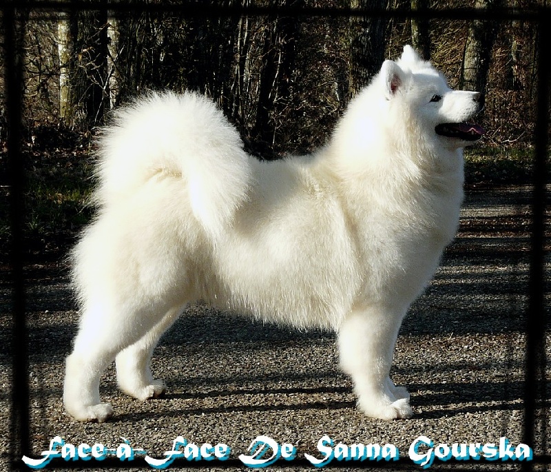 CH. Face-à-face De sanna gourska