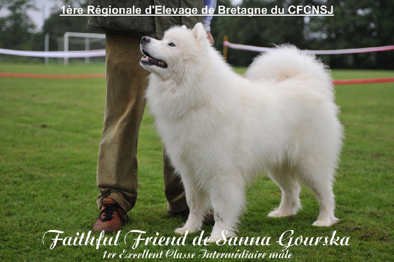 Faithful friend De sanna gourska