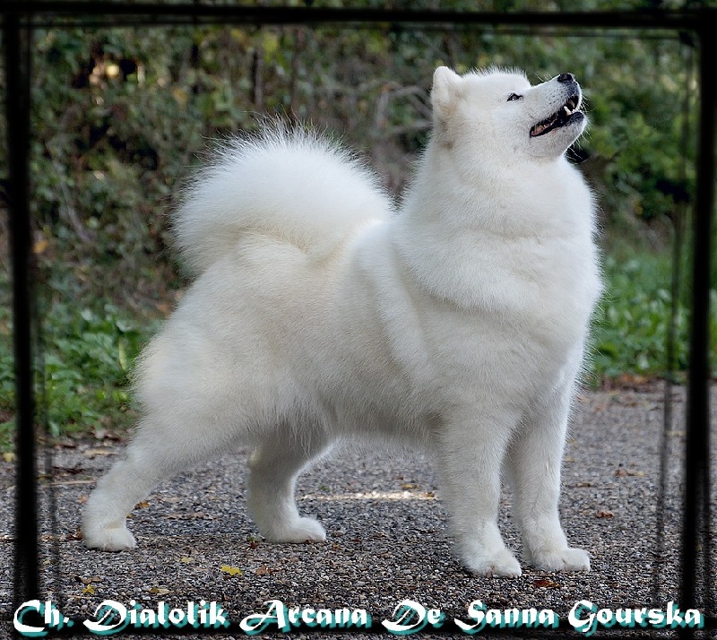 CH. Diabolik arcana De sanna gourska