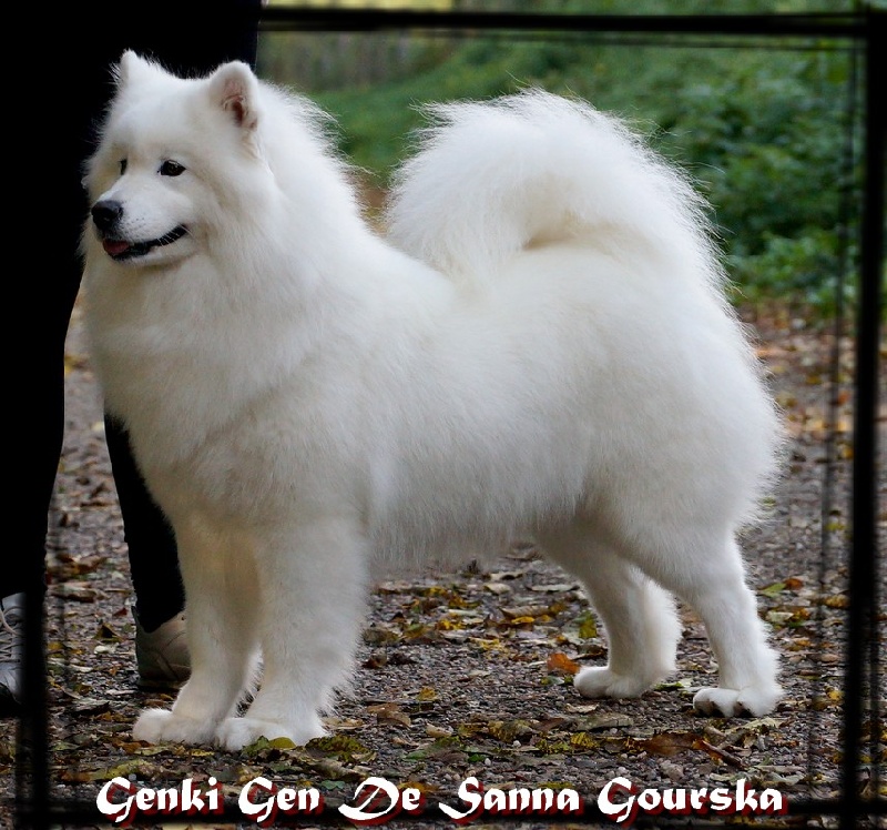 Genki gen De sanna gourska