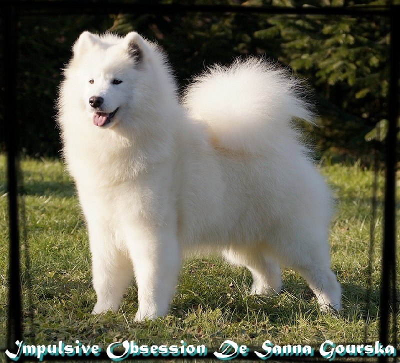 Impulsive obsession De sanna gourska