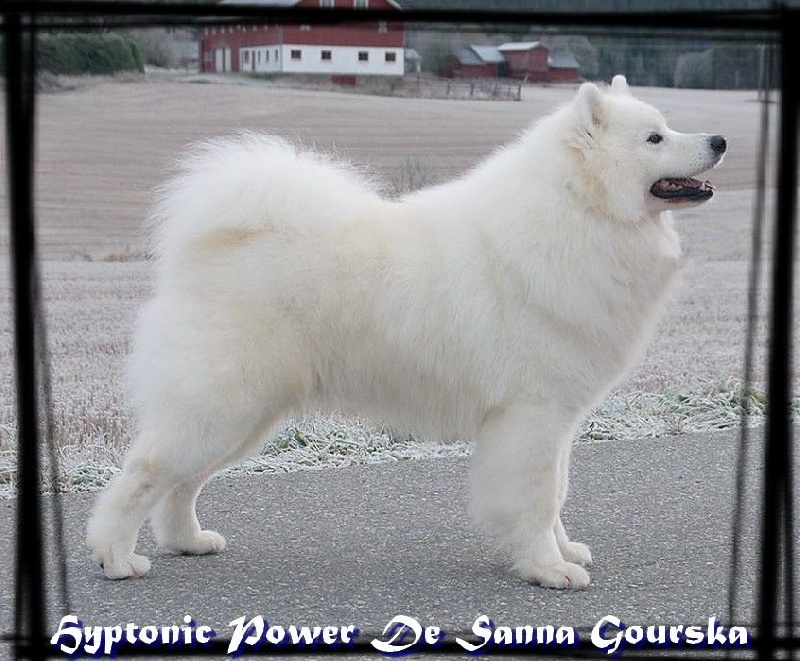 CH. Hypnotic power De sanna gourska
