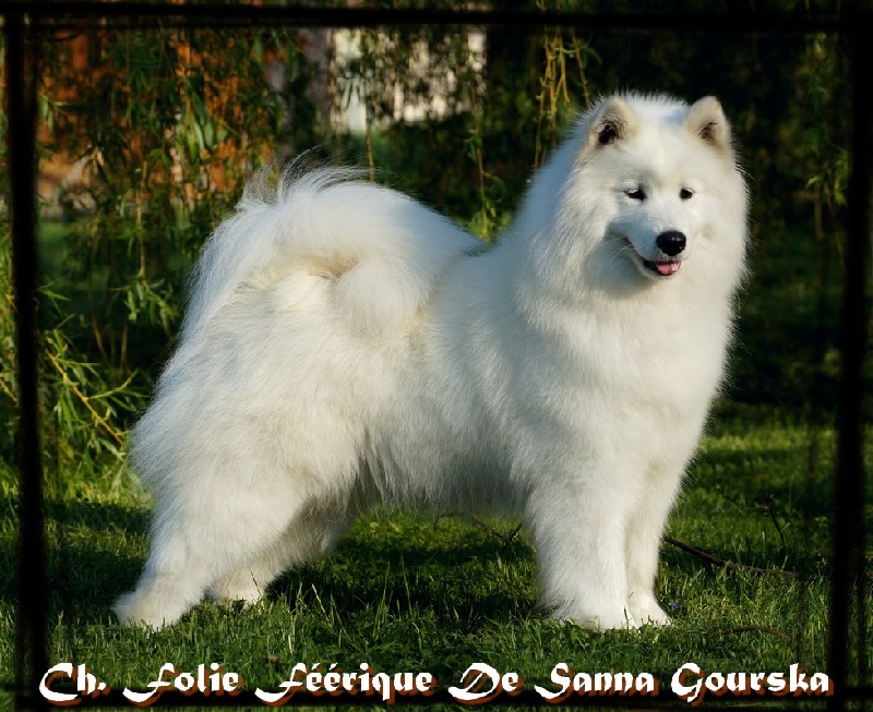CH. Folie feerique De sanna gourska