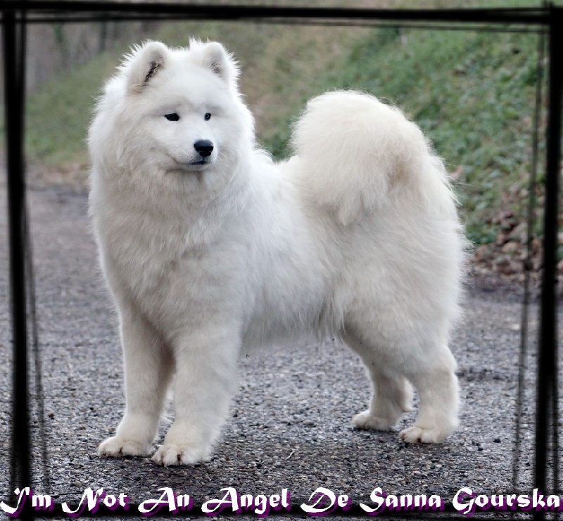 CH. I'm not an angel De sanna gourska