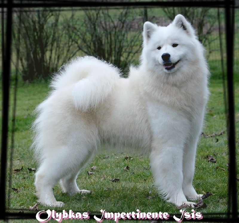 CH. olybkas Impertinente isis