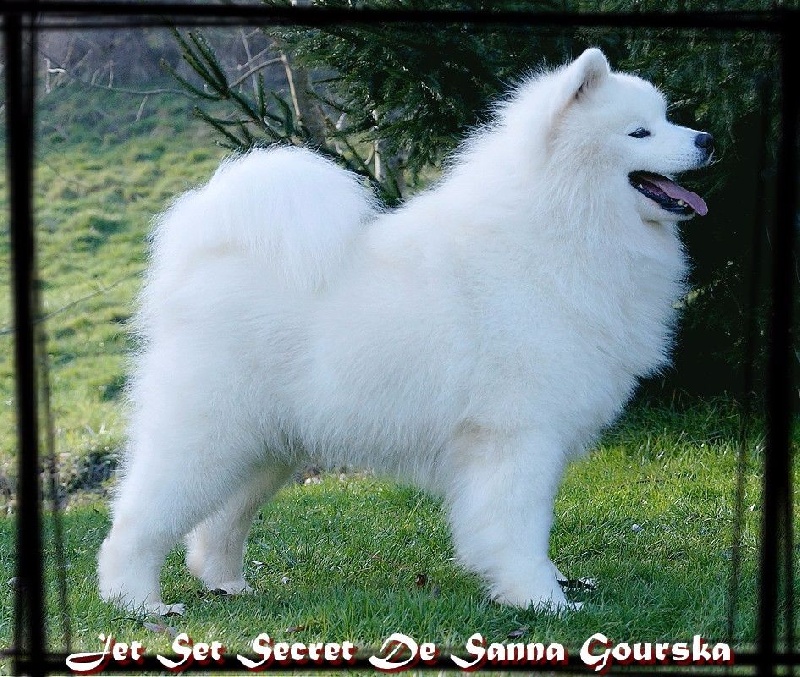 Jet set secret De sanna gourska