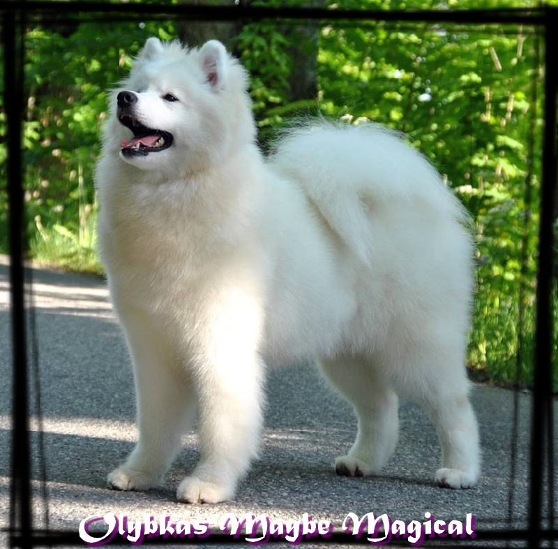 olybkas Maybe magical
