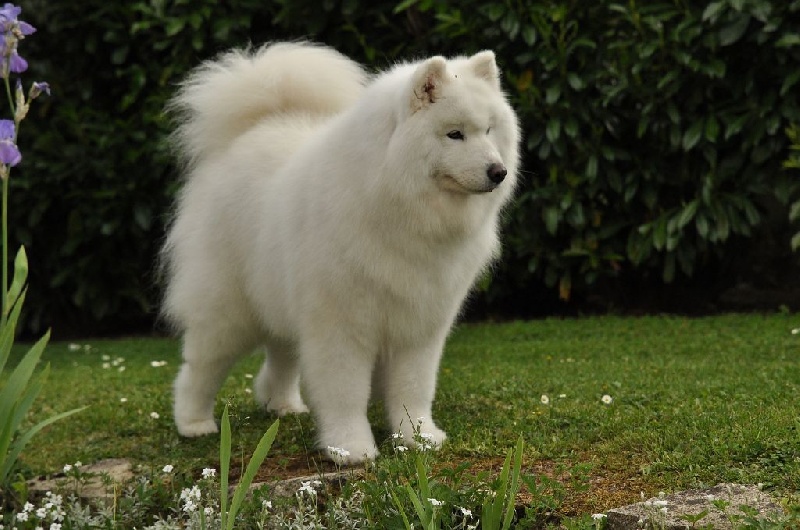 CH. Faithfully izzy De sanna gourska